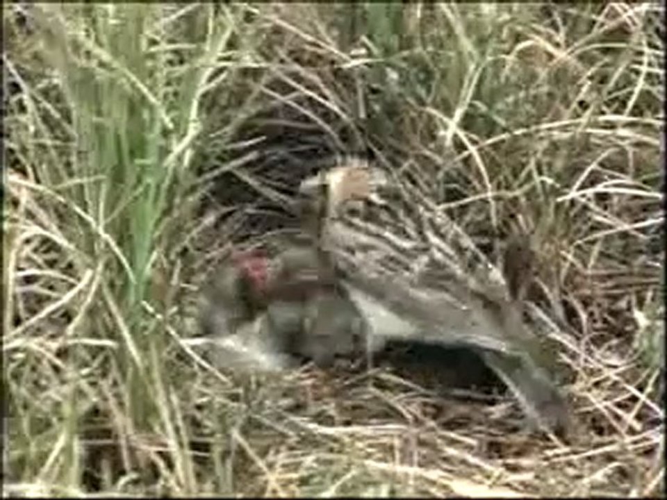 Kendilerini feda eden canlılar: Kuşlar