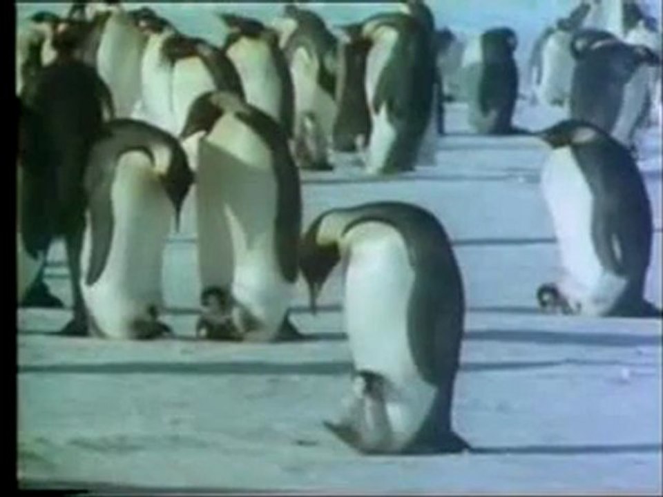 Penguenlerdeki sabır ve özveri