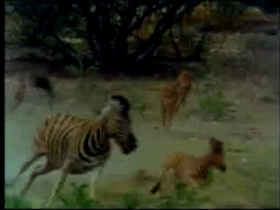 Kendilerini feda eden canlılar: Zebralar