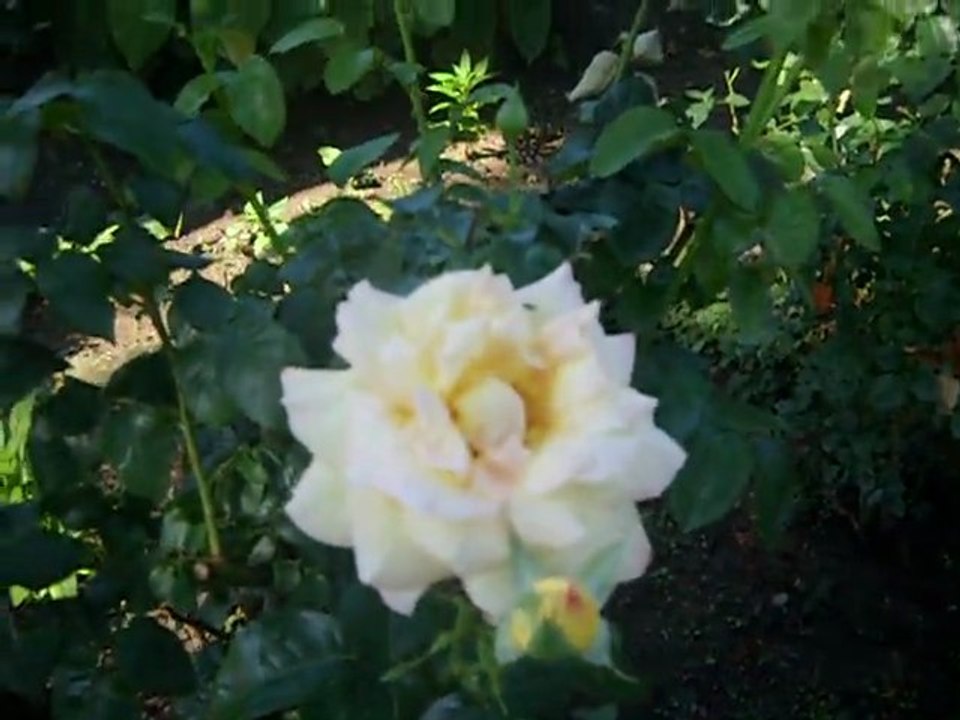 La rose