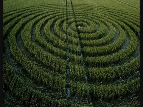 Crop Circle Chaddenwick Hill, Mere, Wiltshire - 13 Juillet 2011 ~