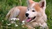 Akita Inu dog breed video