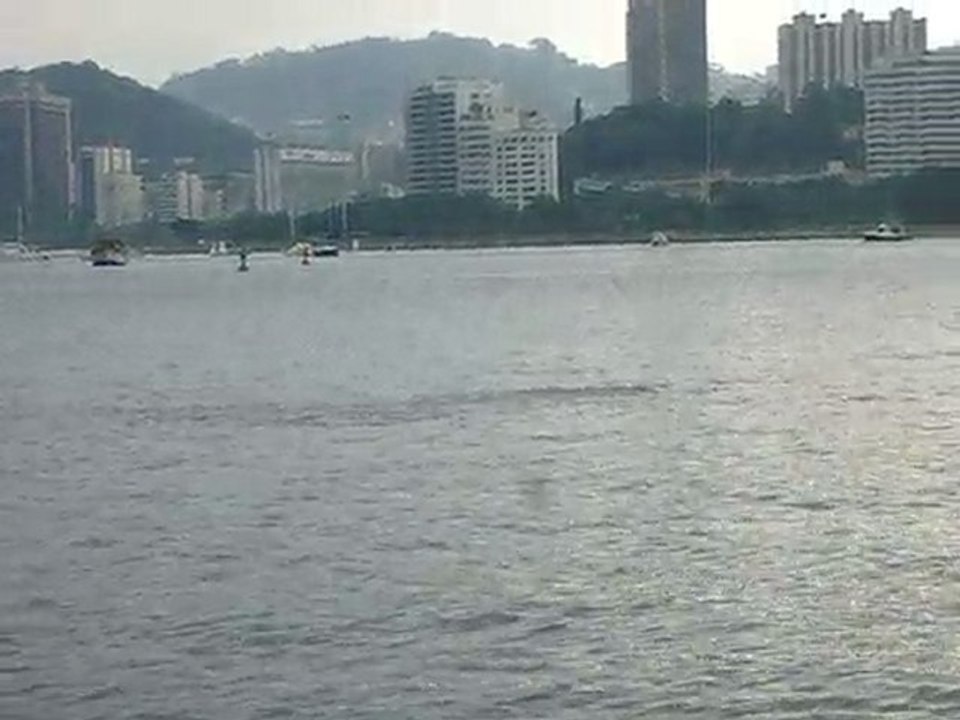 chasse baie de rio