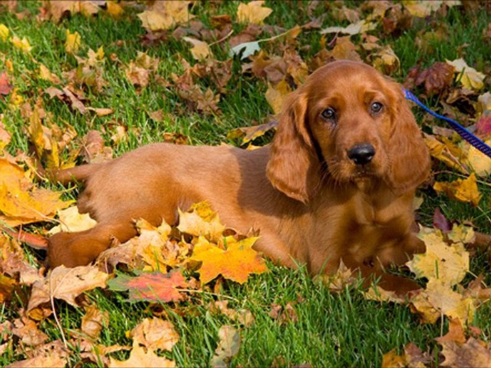 Irish Setter Dog Breed