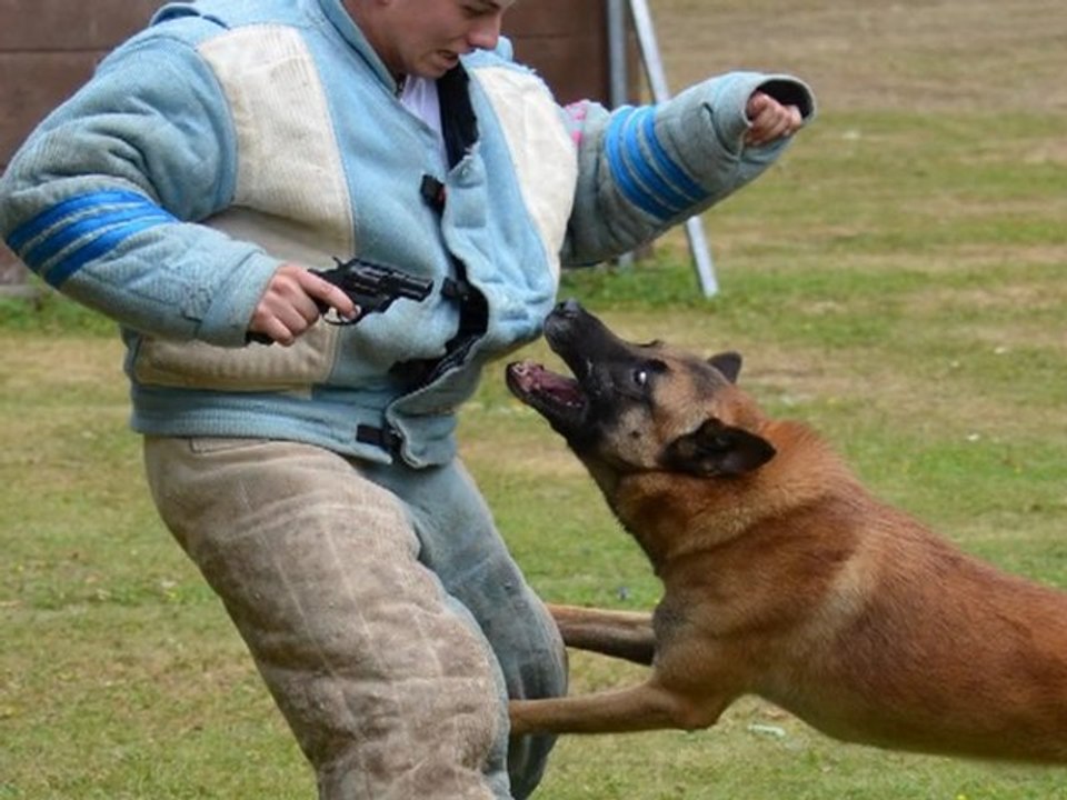 Diaporama du concours du club tourangeau du chien de sport 17/07/2011