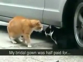 Idiot Cat Betrayed His Girlfriend Is Suck