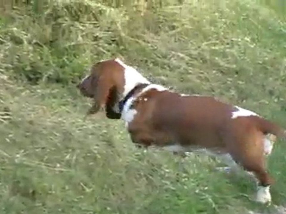 i'm a lonesome hound^^
