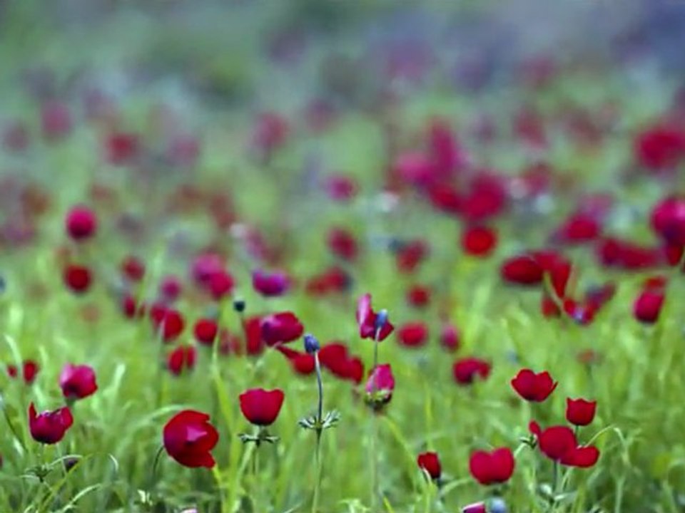 Beautiful land of Israel. ISRAEL-SHALOM-ISRAEL.shalom-jerusalen@hotmail.com