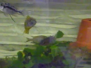 fishroom_michel
