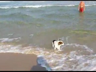 Chempion Swimmer