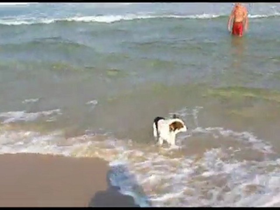Chempion Swimmer