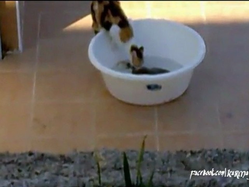 vatos balığı tarafından çarpılan kedi