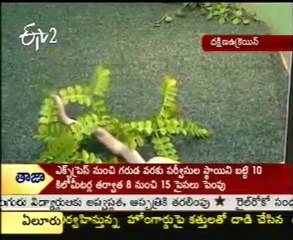 Amazing Snake With 2 Heads In South Ukrane