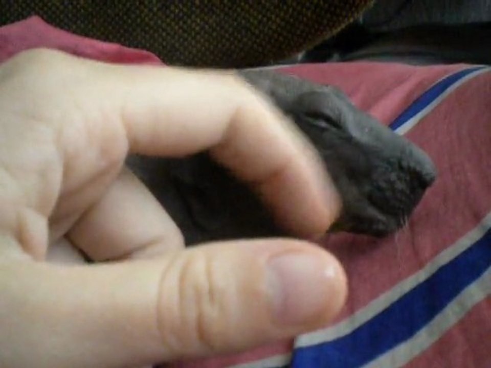 Cochon d'inde Baldwin