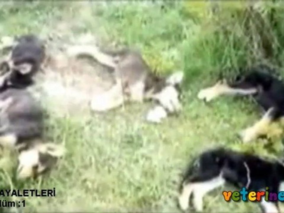 Sehrin Hayaletleri Bölüm: 1