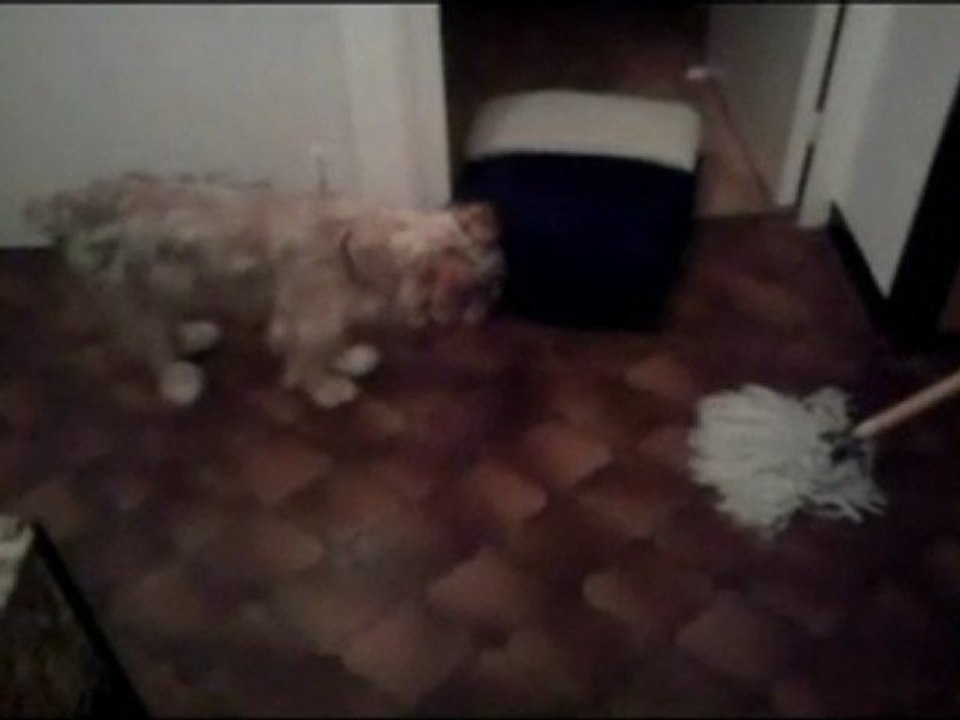 gribouille vs serpiere