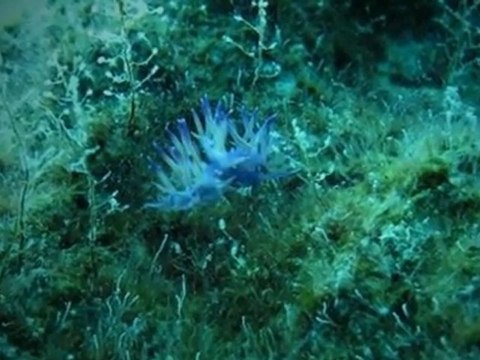 Bursa Oasis Dalış ve Doğa Sporları Reklam Filmi