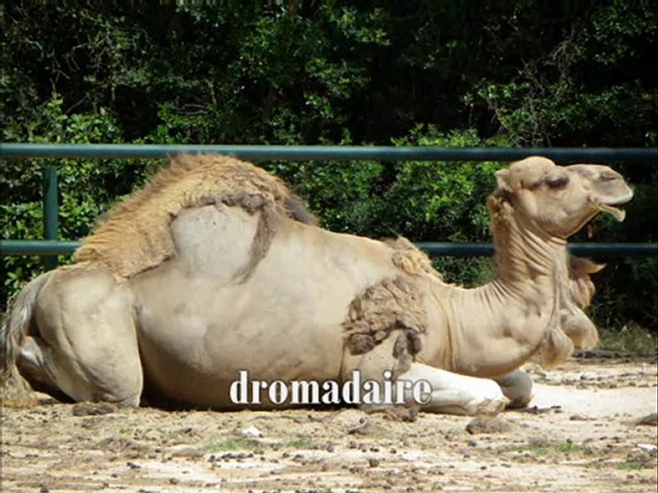 Zoo de Montpellier sortie service jeunesse Ville de Perpignan