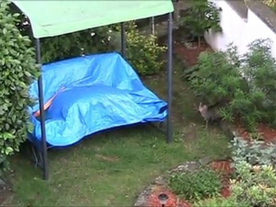 Jeux de chats
