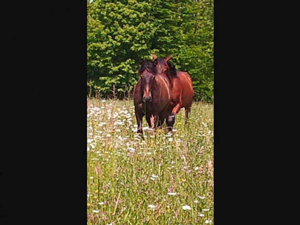 albero montage juil 2011