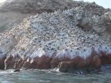 MANUcast! - Islas Ballestas (Paracas - Perú)