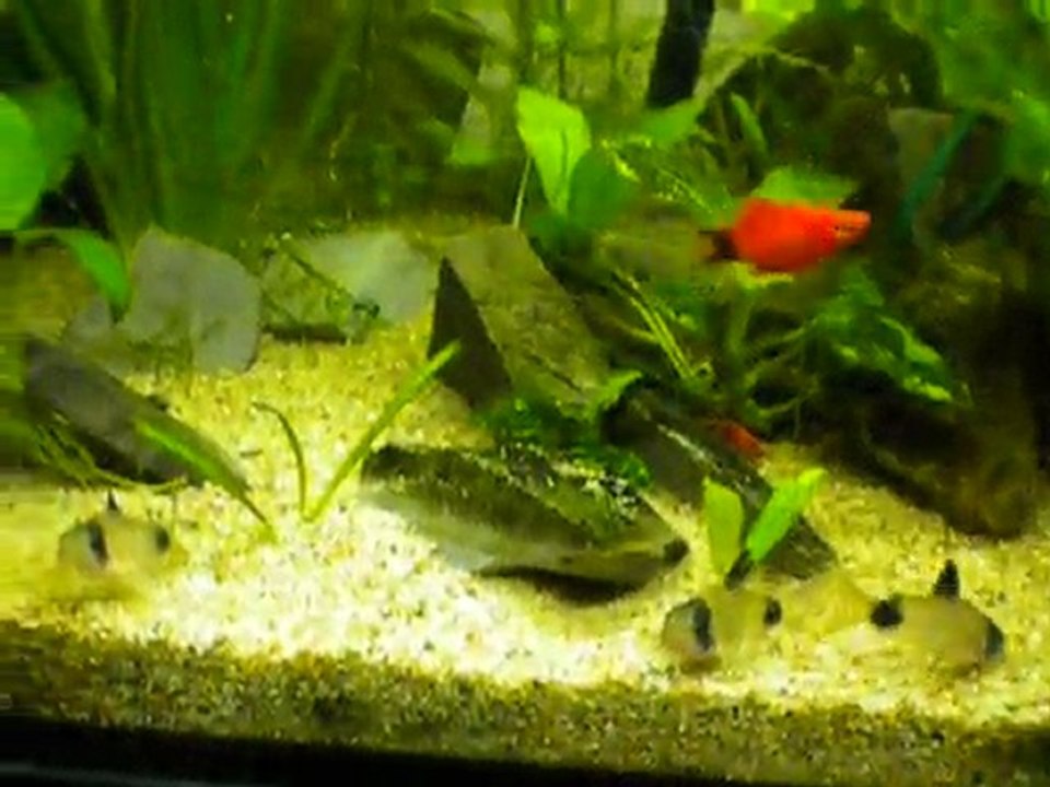 Parade de corydoras panda