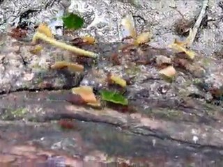 Fourmis au travail en Colombie! Worms in Colombia!