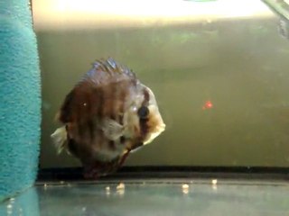 Jour 19  Hôpital 80L Repas  2