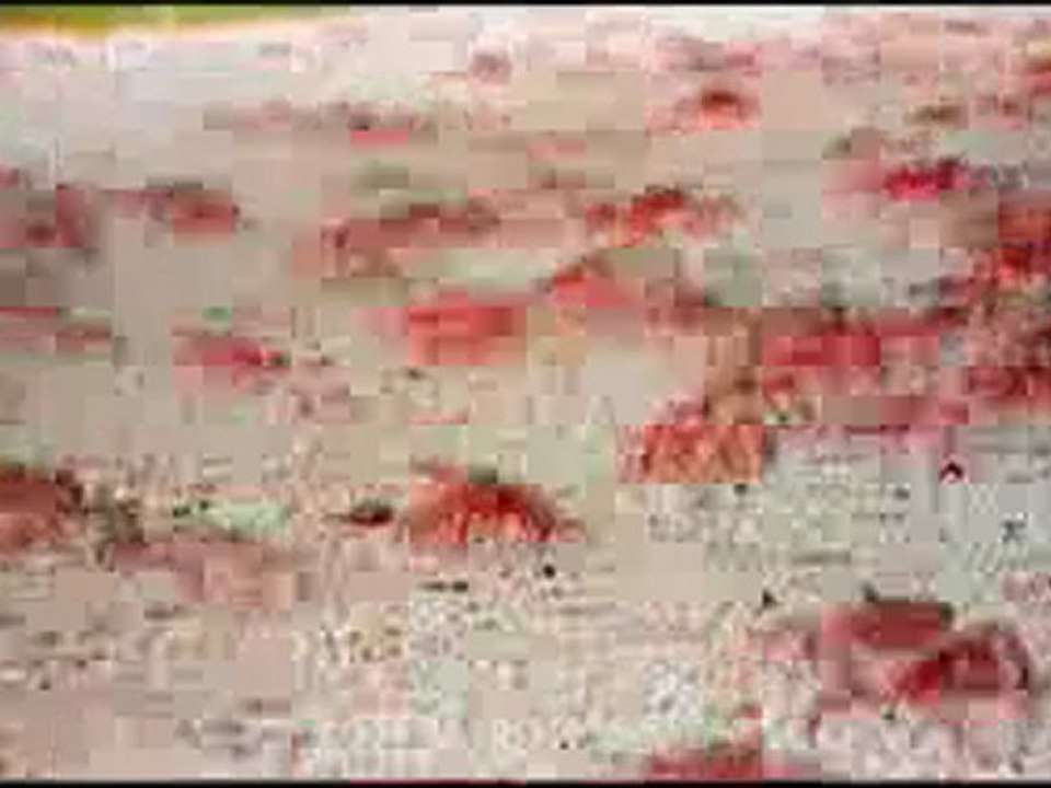 Yaratılış gerçeği belgeselleri 2