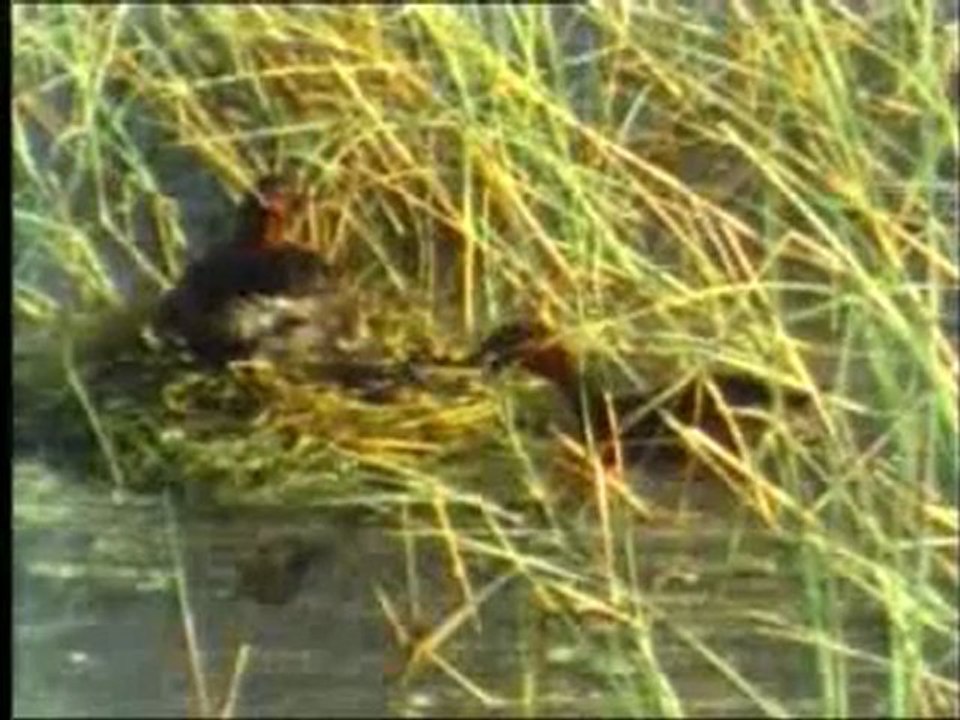 Ördeklerde şefkat ve ilgi