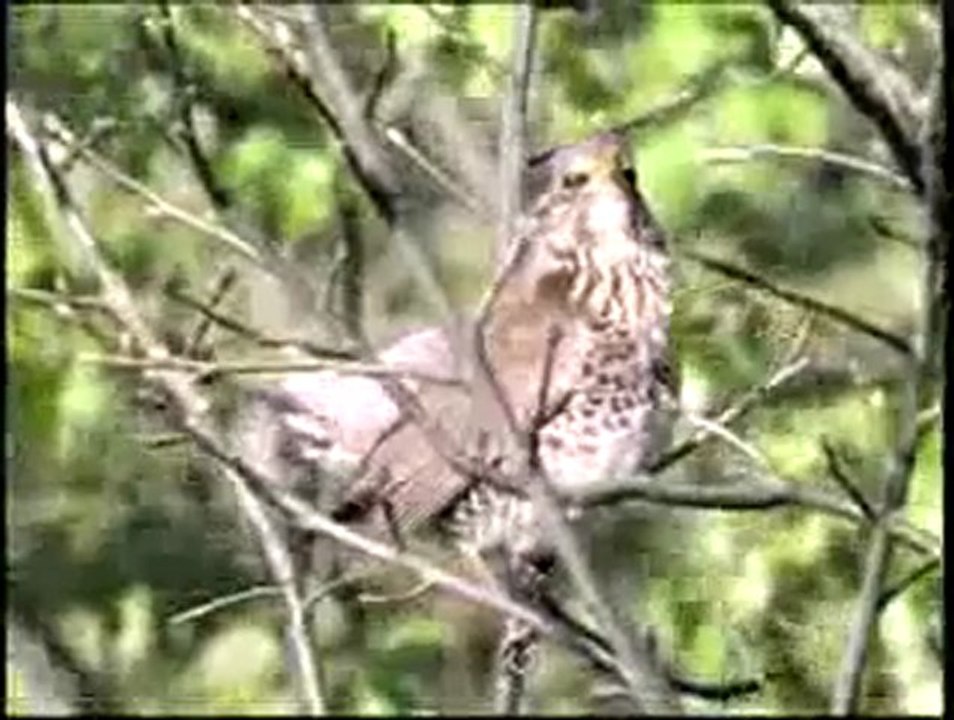 Ardıç kuşlarındaki dayanışma