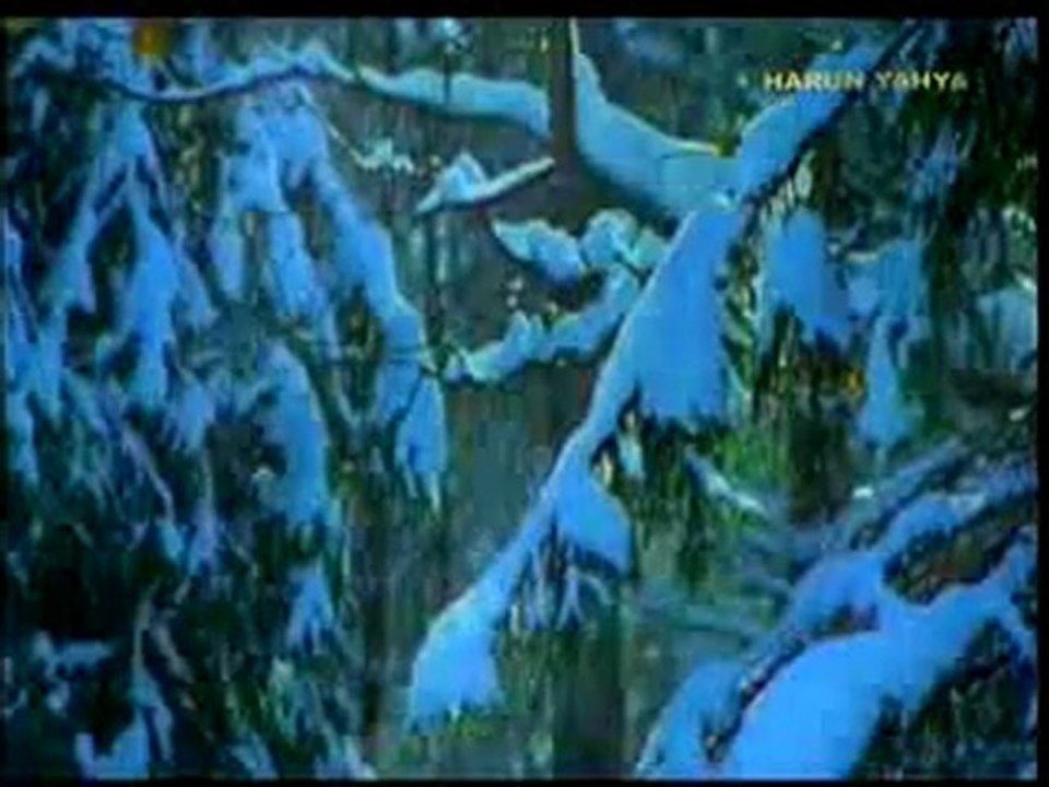 Kış uykusundaki ayılar tıp alanında yeni keşiflere esin kaynağı