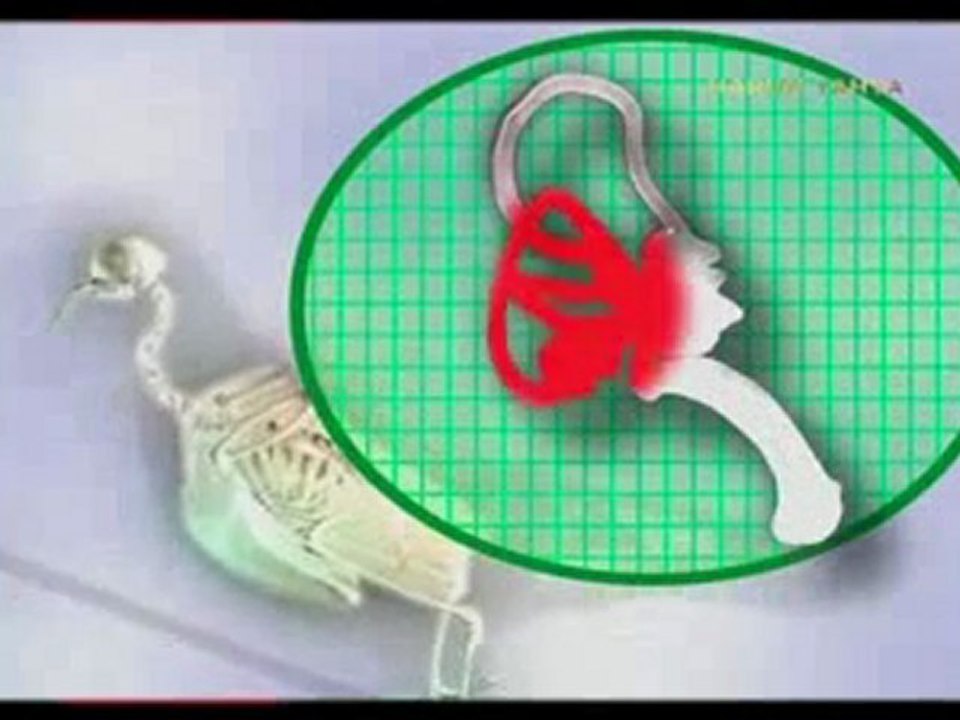 Kuşlardaki bozulmayan denge