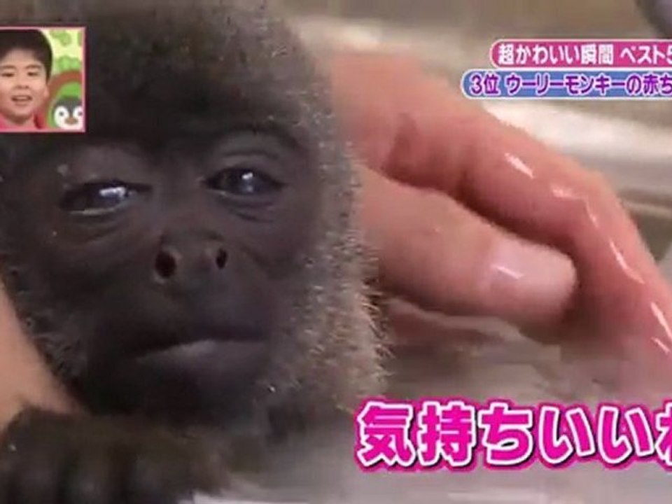 天才！志村どうぶつ園　かわいい　ベスト５