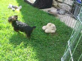 GALIANO, G' WENDY et leur maman D'JINNY