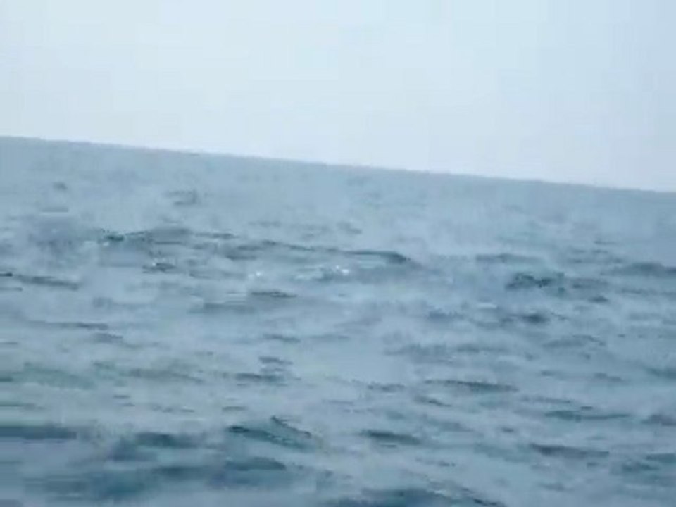 Whale watching Sri Lanka, Alankuda Beach, Beach hotels in sri lanka,