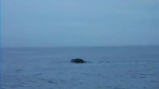Whale watching Sri Lanka, Alankuda Beach, Beach hotels in sri lanka, Boutique hotels in Sri Lanka