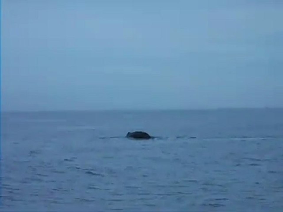 Whale watching Sri Lanka, Alankuda Beach, Beach hotels in sri lanka, Boutique hotels in Sri Lanka