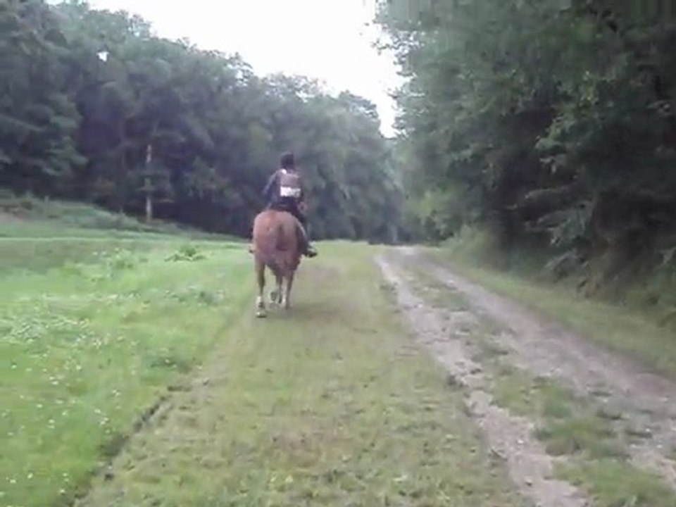 delphine au galop avec uno