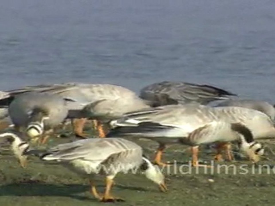 Bar heads in Rajasthan