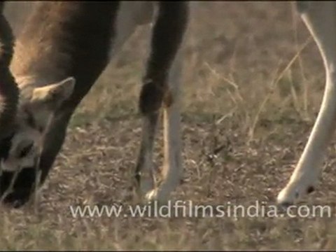 Blackbuck in Tal Chappar, Rajasthan