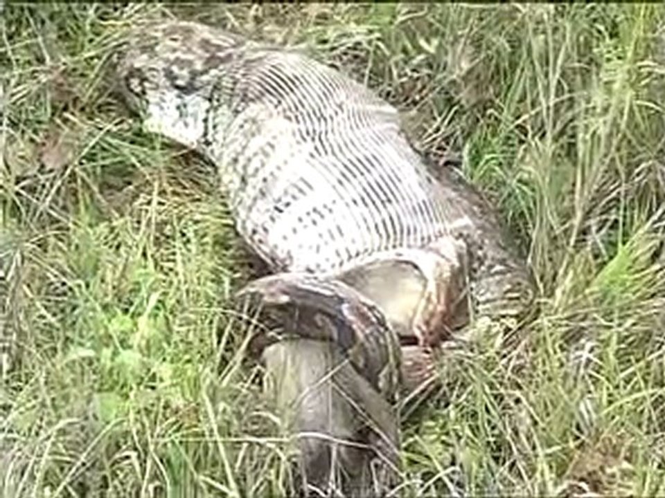 Python eating a Langur monkey!