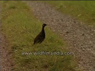 Partridge in the grassland