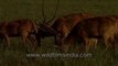 Spotted Deer Eating Grasses