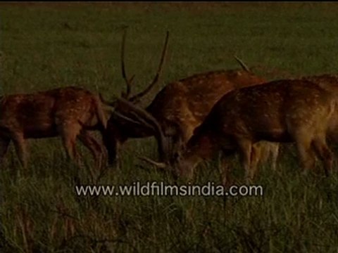 Spotted Deer Eating Grasses
