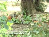 Monkeys and their Kids