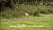 Rhino Grazing in Grassland Assam, India