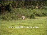 Rhino Grazing in Grassland Assam, India