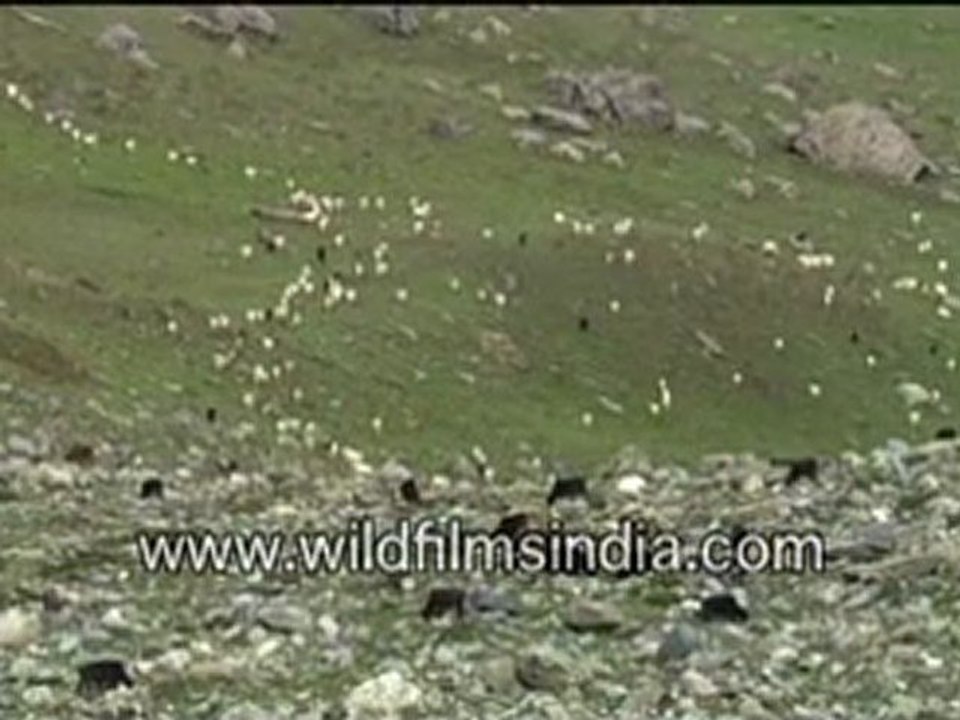 Black and white Sheep