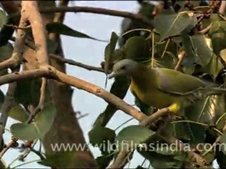 Yellow Footed Green Pigeon